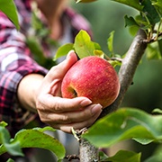 Woman reaching for an apple