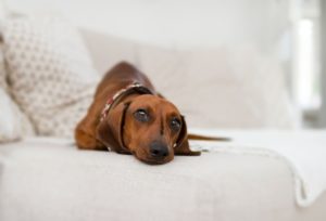 Dachshund laying on white sofa